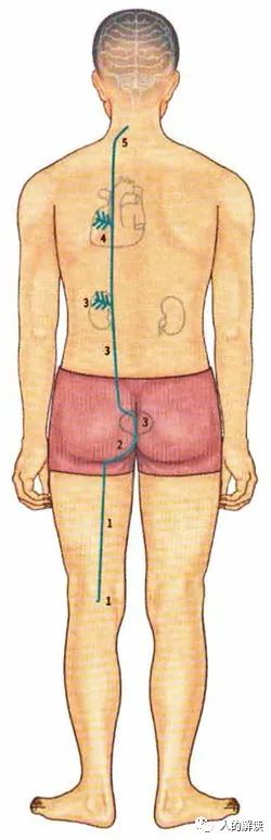 神奇的膀胱经，强大就是这么炼成的