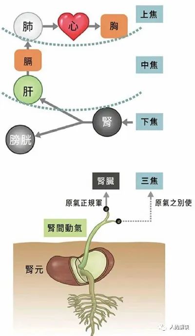 肾经与三脉七轮，你的先天之本要看好