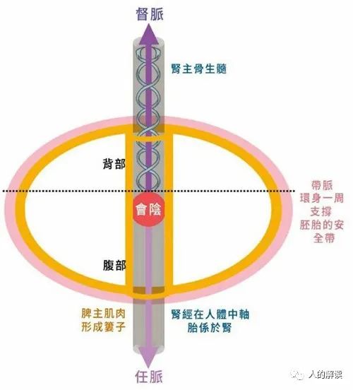 神奇的肾经，连通任督二脉