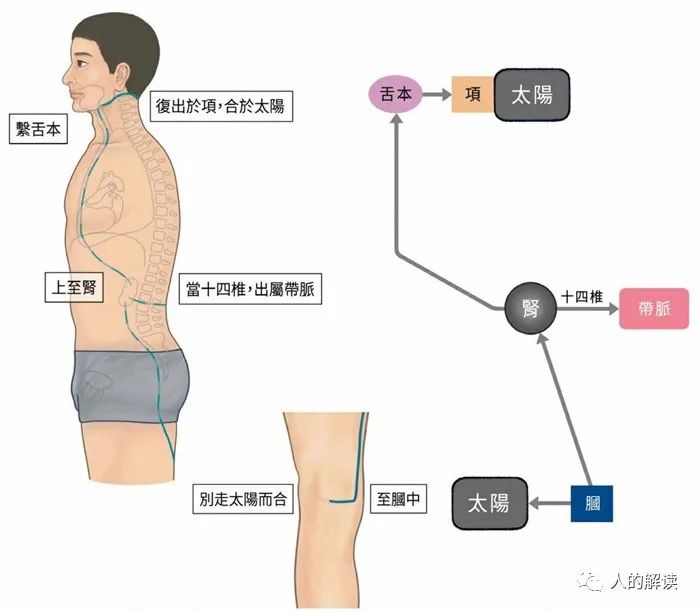 肾经的神奇，你的性福从这里开始