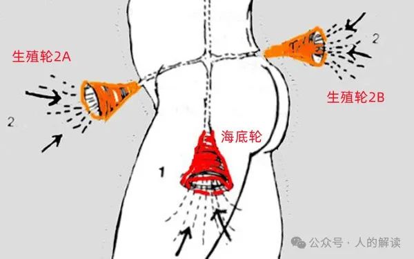 臀部的奥秘,爱存储在这里 臀部的奥秘,爱存储在这里-人的解读
