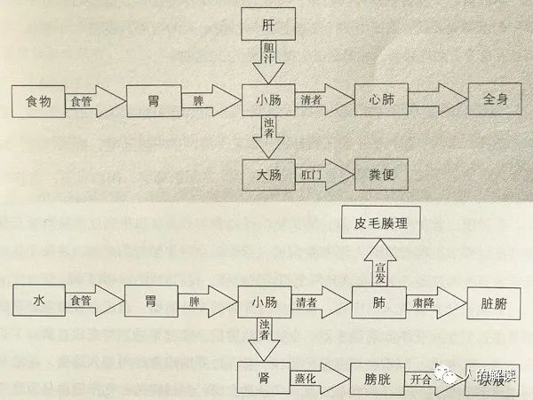 神奇的胃经，它的强大远超你的想象