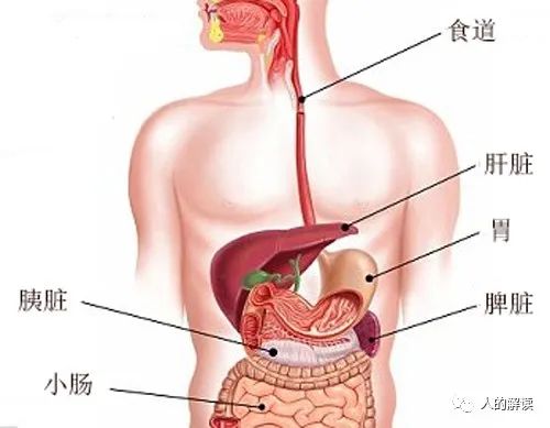 脾经的神奇，超乎你的想象