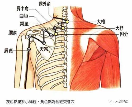 小肠经，肩负重任的回春路线