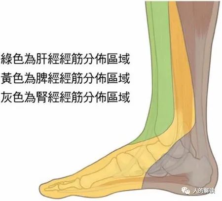 肾经的神奇，你的性福从这里开始