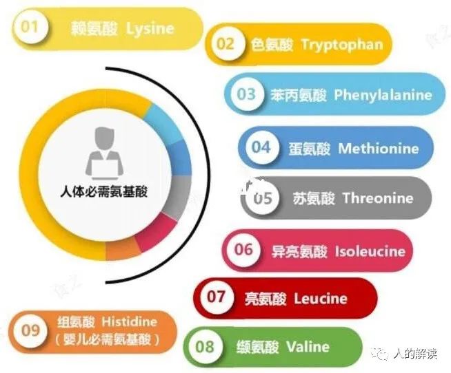 荤食的真相，肉到底该不该吃？