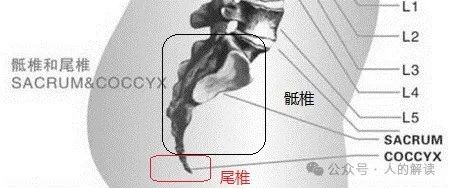 臀部的奥秘,爱存储在这里 臀部的奥秘,爱存储在这里-人的解读