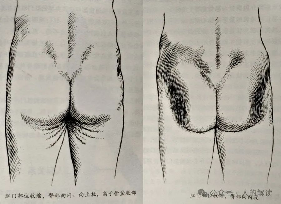 臀部的奥秘,爱存储在这里 臀部的奥秘,爱存储在这里-人的解读