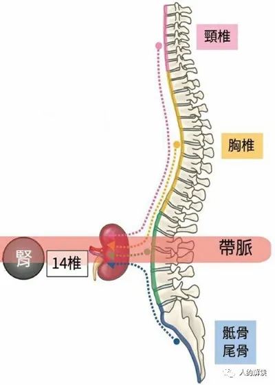 腰部的奥秘，生命之本要护好