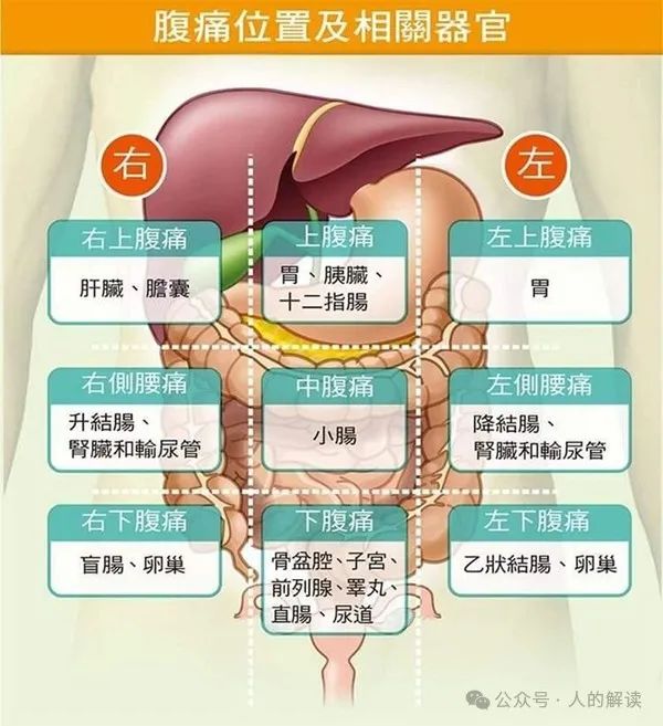 腹部的奥秘，情绪和力量储存在这里