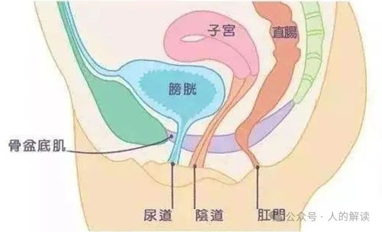 私密瑜伽不仅开启性能量，更是关照女性内在力量