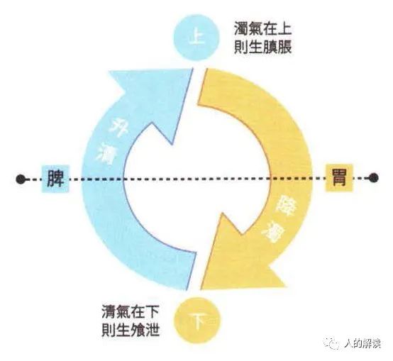 第四条经络：脾经，升清降浊的能量大道