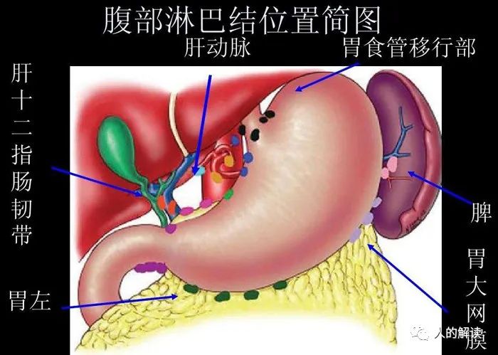 第四条经络：脾经，升清降浊的能量大道