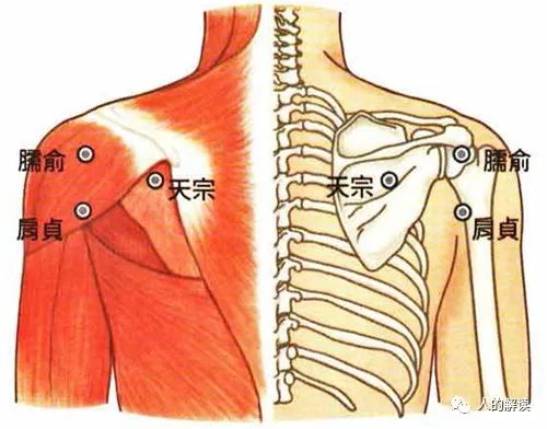 用小肠经护乳房、松肩背、面回春
