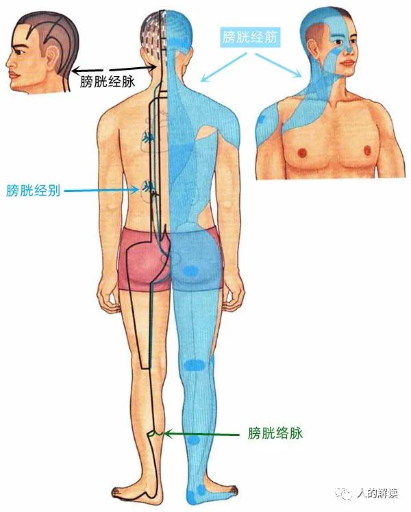 神奇的膀胱经，强大就是这么炼成的