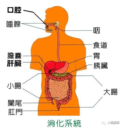 排毒的真相，疾病通常源于吃得不对