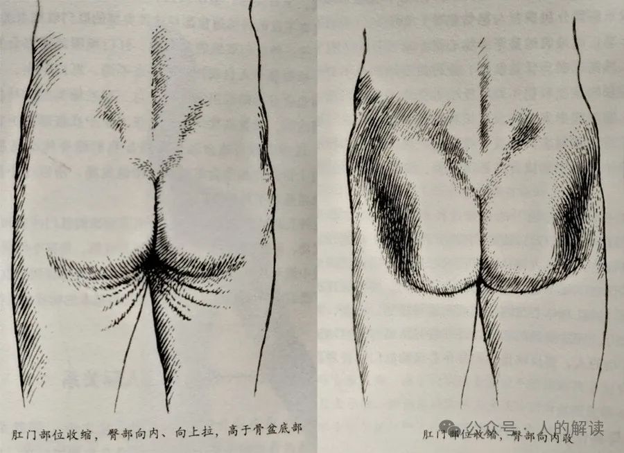 臀部的奥秘，爱存储在这里