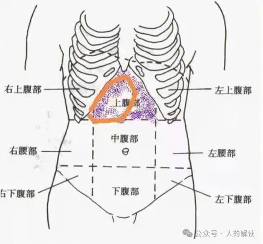 腹部的奥秘，情绪和力量储存在这里