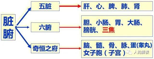 六腑之外的奥秘：奇恒之腑和三魂七魄