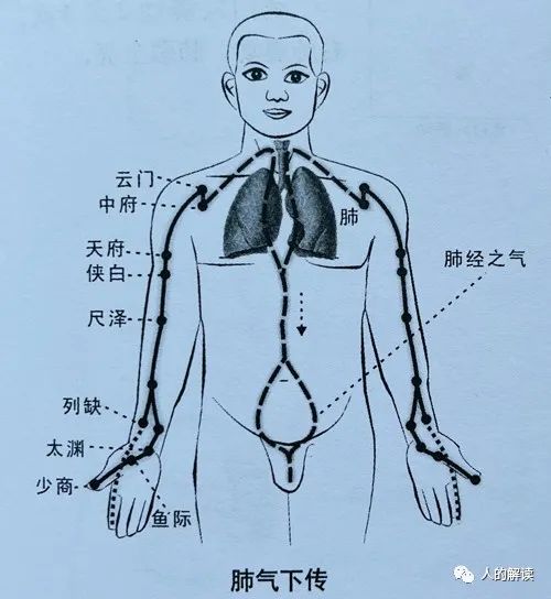 第一条经络：肺经，你的能量通路起点必须畅通