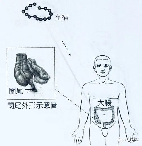 第二条经络：大肠经，被星宿眷顾的能量通路