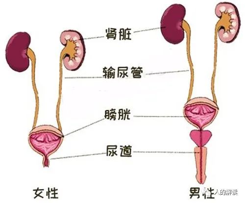 顶天立地的膀胱经，最强壮的保护盾