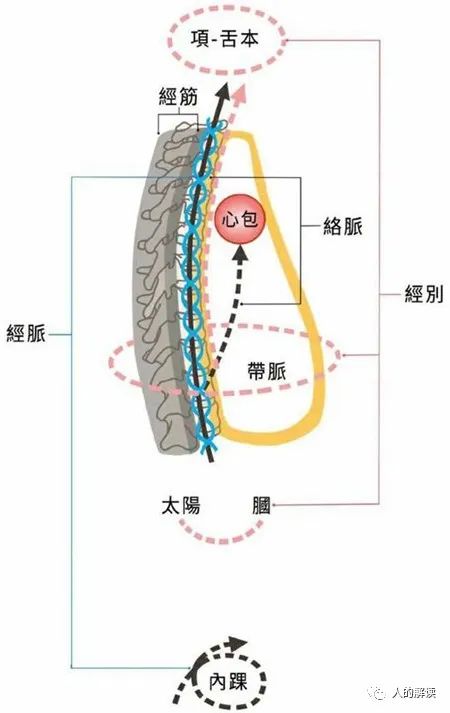 肾经的神奇，你的性福从这里开始