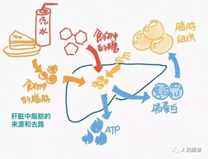 神奇的肝脏，不可思议的奥秘