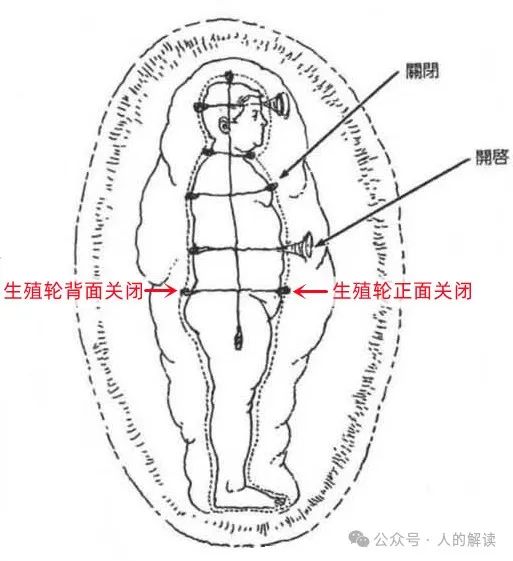 臀部的奥秘,爱存储在这里 臀部的奥秘,爱存储在这里-人的解读