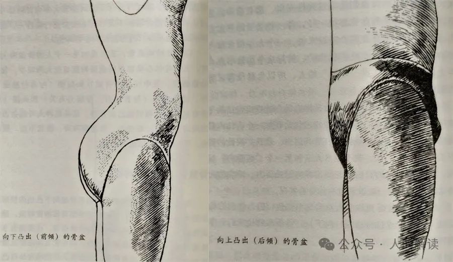臀部的奥秘,爱存储在这里 臀部的奥秘,爱存储在这里-人的解读