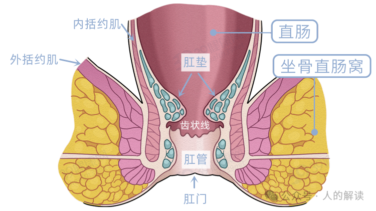 肛门的奥秘，有痣青年的福音