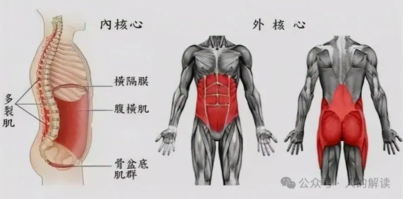 腹部的奥秘,情绪和力量储存在这里 腹部的奥秘,情绪和力量储存在这里-人的解读