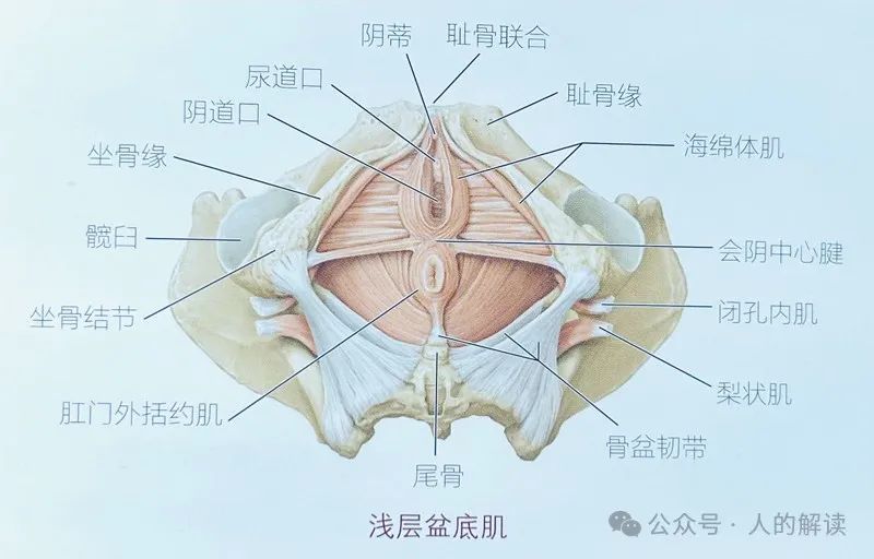 会阴的奥秘，盆底的神奇远超想象