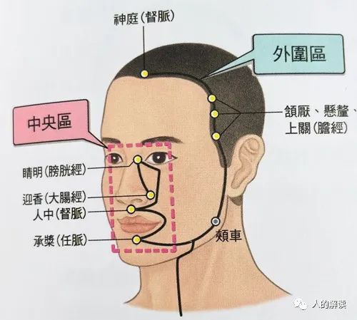 第三条经络：胃经，你的食欲和性欲都取决于它