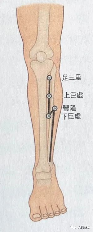 第三条经络：胃经，你的食欲和性欲都取决于它