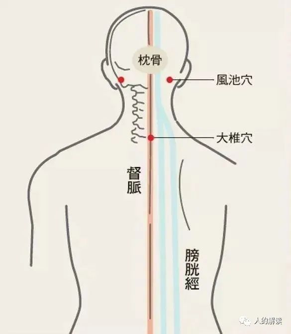 顶天立地的膀胱经，最强壮的保护盾