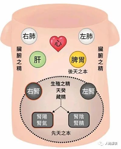 肾经与三脉七轮，你的先天之本要看好