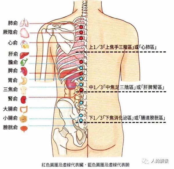 呵护你的膀胱经，人的马奇诺防线