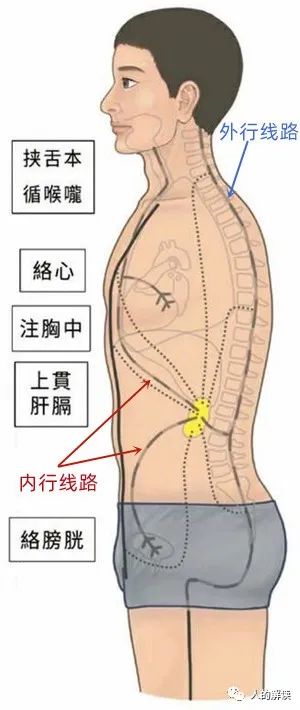 神奇的肾经，连通任督二脉