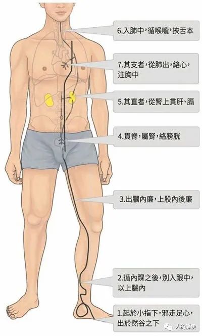 神奇的肾经，连通任督二脉