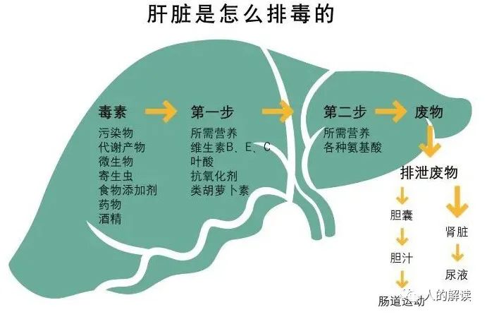 神奇的肝脏，不可思议的奥秘