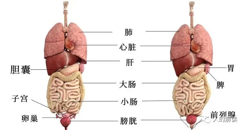 六腑之外的奥秘：奇恒之腑和三魂七魄