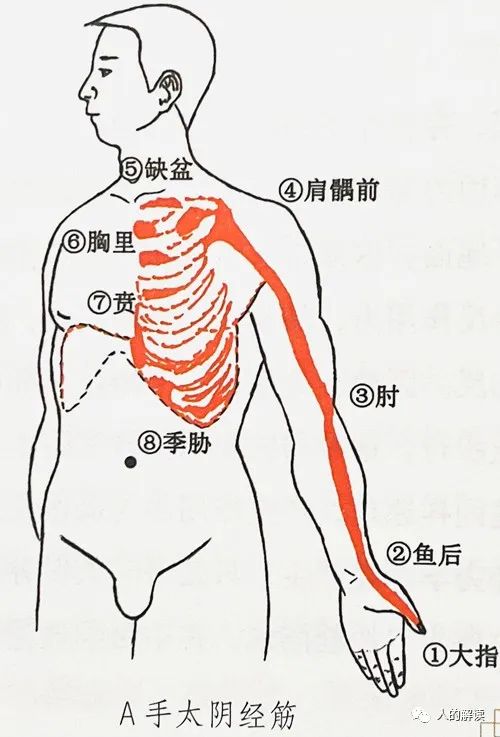 肺经的神奇，就是这么超乎想象