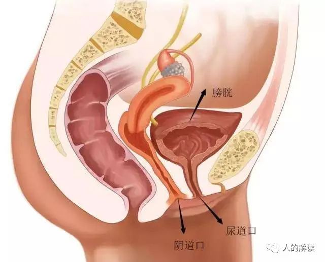 顶天立地的膀胱经，最强壮的保护盾