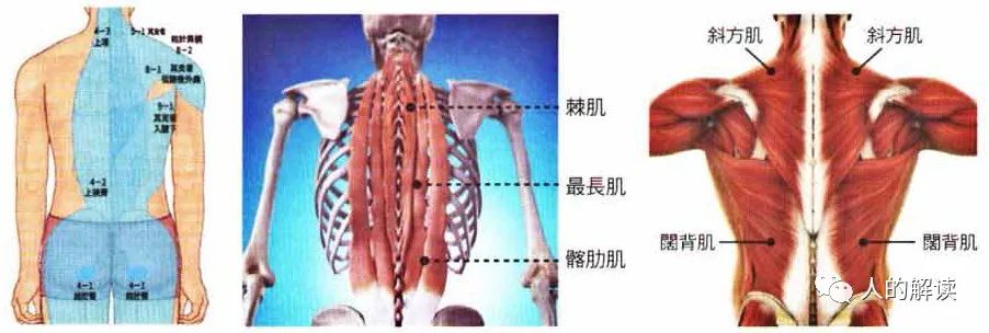 神奇的膀胱经，强大就是这么炼成的