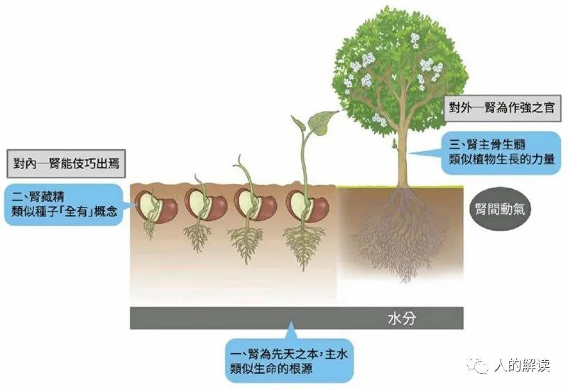 肾经与三脉七轮，你的先天之本要看好