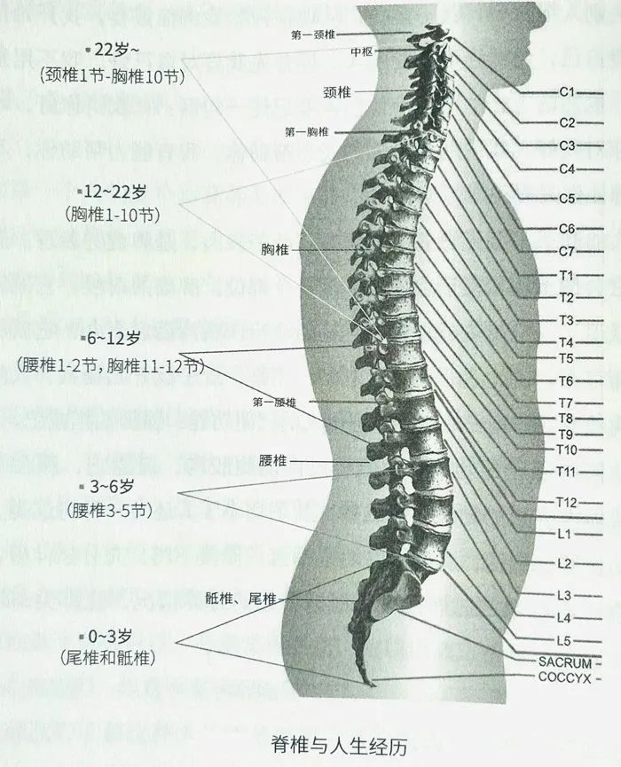 腰部的奥秘，生命之本要护好