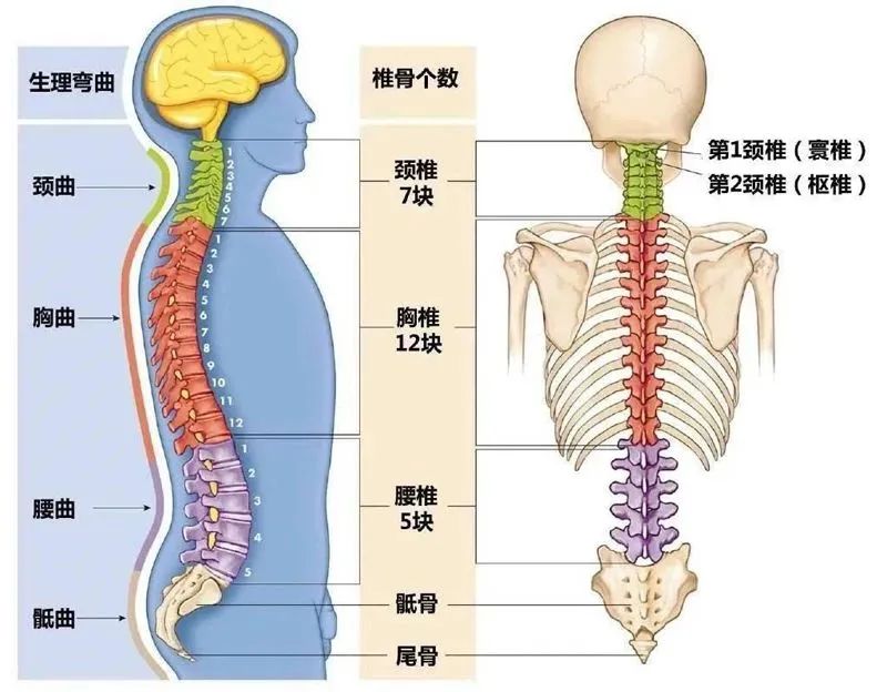 腰部的奥秘，生命之本要护好