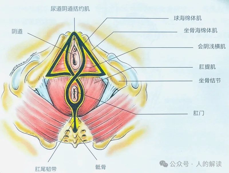 会阴的奥秘，盆底的神奇远超想象