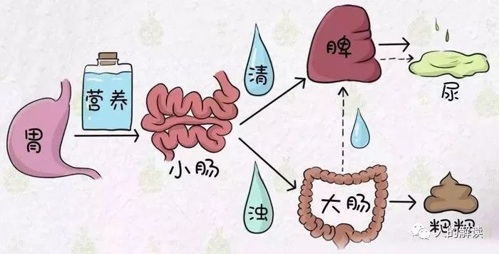 小肠经，肩负重任的回春路线